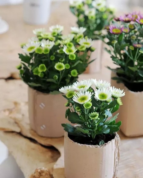 盆栽菊花的养殖方法