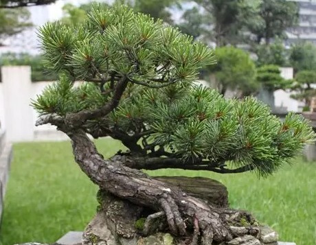 五针松盆景养护2
