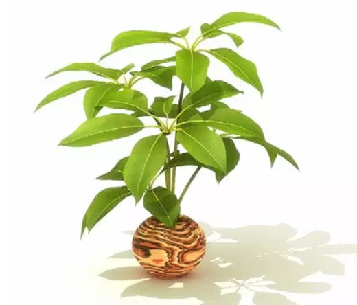 水培植物种植与养护4