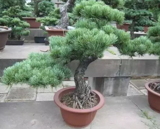 五针松养殖技术2
