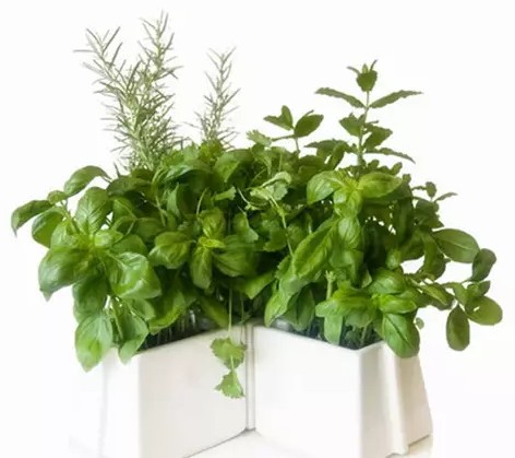 水培植物种植与养护