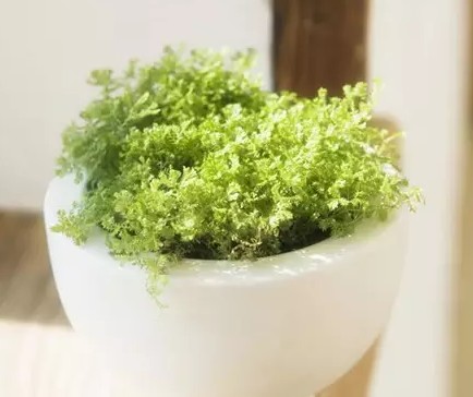 水培植物种植与养护6