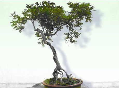 瓜子黄杨盆景种植技术及养护管理2
