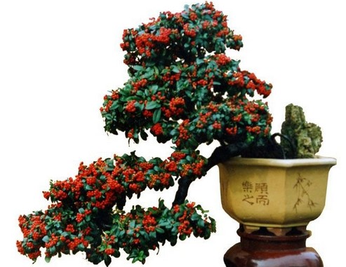 火棘盆景换盆技术要点5