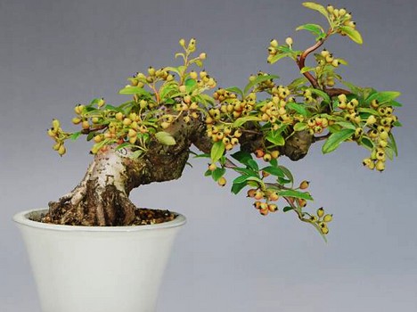 瓜子黄杨盆景种植技术及养护管理1