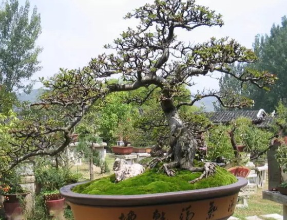 火棘盆景病虫害防治方法1