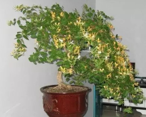 金银花盆景栽培与养护