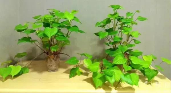 番薯盆景栽培技术1