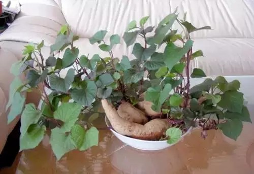 番薯盆景栽培技术3