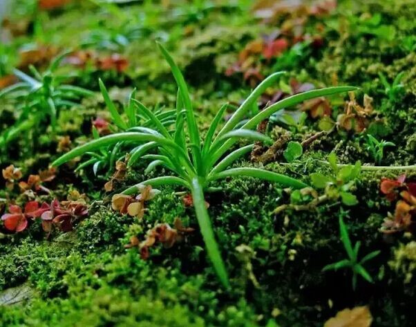 怎样给盆景科学除草