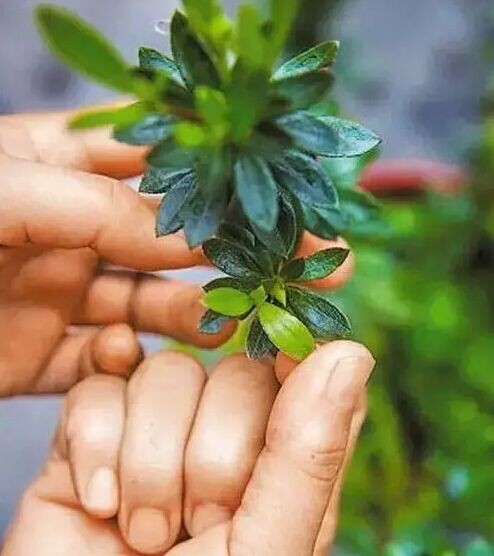 植物换盆2