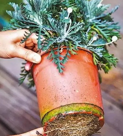 植物换盆1
