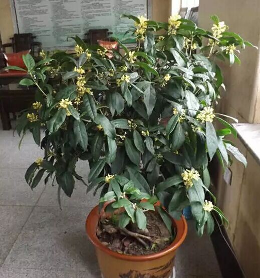 盆栽桂花冬季养护管理要点1