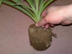 盆栽花卉换盆注意事项及事后管理