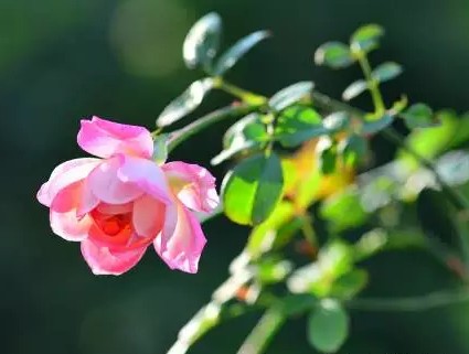 盆栽观花植物月季的日常养护管理