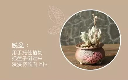 多肉盆栽的养护5