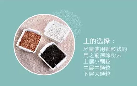 多肉盆栽的养护2