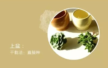 多肉盆栽的养护3