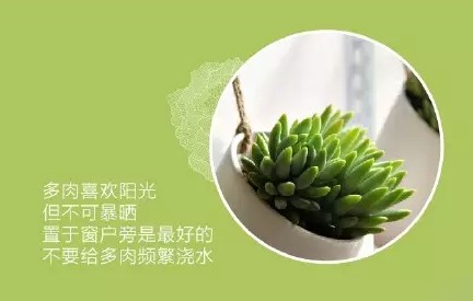 多肉盆栽的养护6