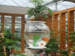 水培红豆杉盆景的养护管理
