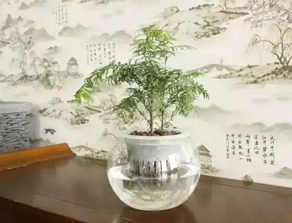 水培红豆杉盆景的养护管理2