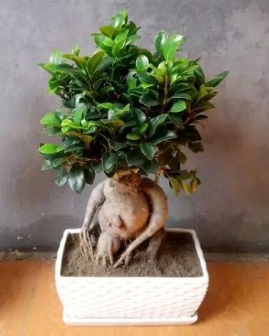 人参榕盆景的养护管理