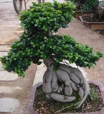 人参榕的栽培技术