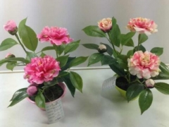 微型茶花盆景的养护