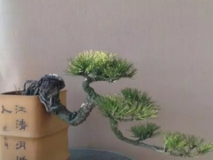 黑松盆景的养护管理