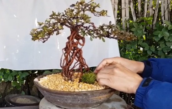 关于高提根映山红盆景的制作和造型