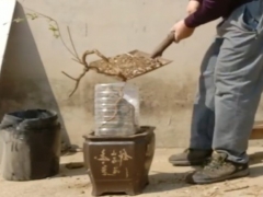 枸杞提根做附石盆景 这样生桩生根成活快