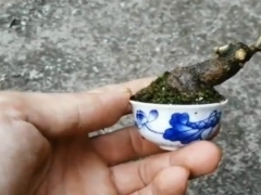 制作胡秃子微型盆景 感受别样的迷你景致