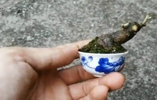制作胡秃子微型盆景1