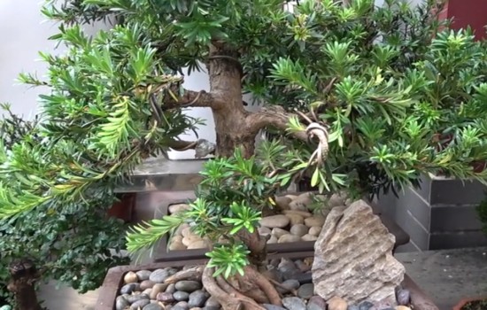 罗汉松盆景制作过程中的五个重要步骤