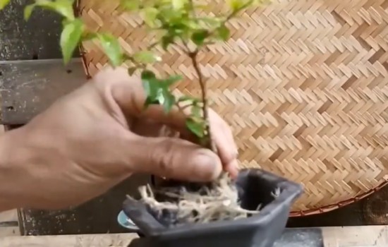 怎样制作微型石榴盆景1