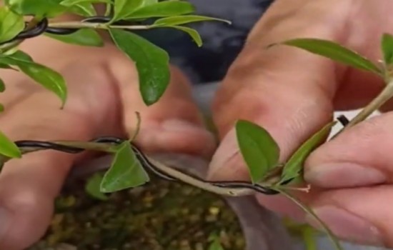 石榴老桩盆景最简单的制作和造型方法