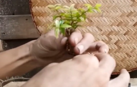 怎样制作微型石榴盆景5