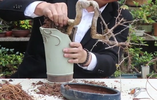 如何利用三角梅怪根打造临水式或悬崖式盆景3