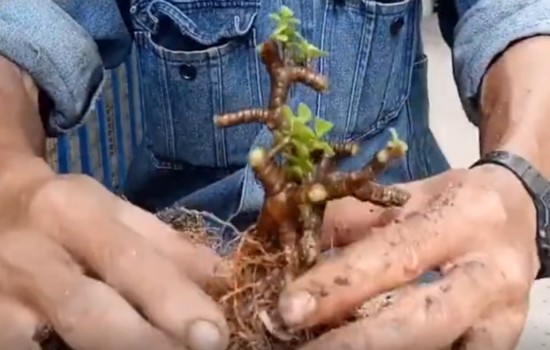 金枝玉叶如何制作高提根盆景2