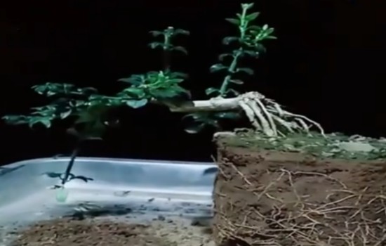 这样玩迎春提根悬崖盆景3