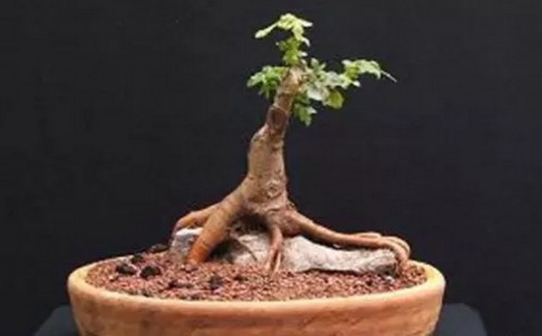 自己动手做的附石盆景（过程图解）11