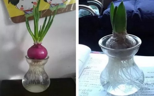 水培洋葱盆景方法步骤7