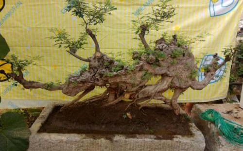 荆疙瘩盆景制作方法
