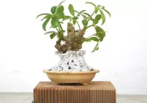 鹅掌柴可以做盆景吗5