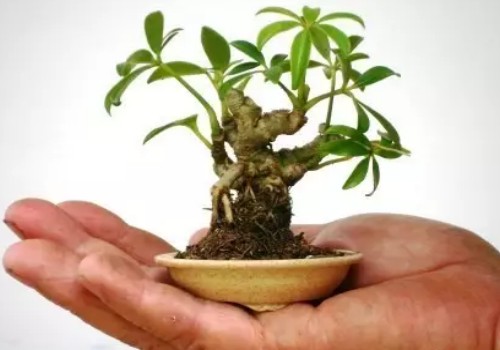 鹅掌柴可以做盆景吗1