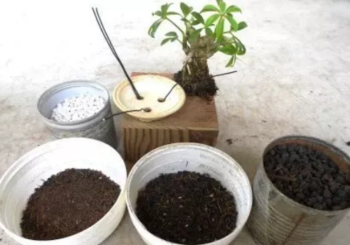 鹅掌柴可以做盆景吗4