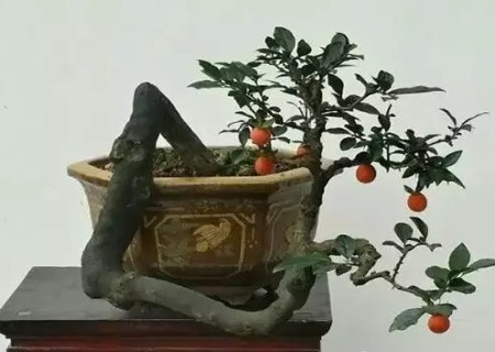 金弹子树桩盆景制作技术