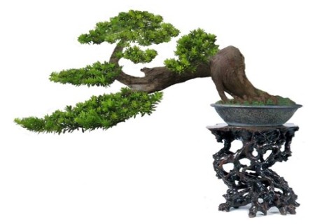 罗汉松盆景制作技术
