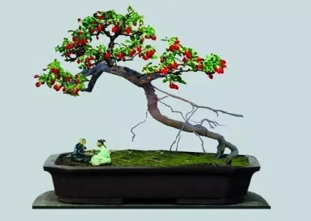 枸杞子盆景栽培技术