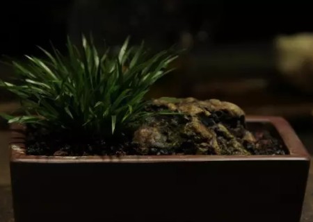 菖蒲盆景配石方法7